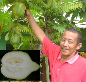 Pohon Jeruk Berbuah Pepaya di Palembang
