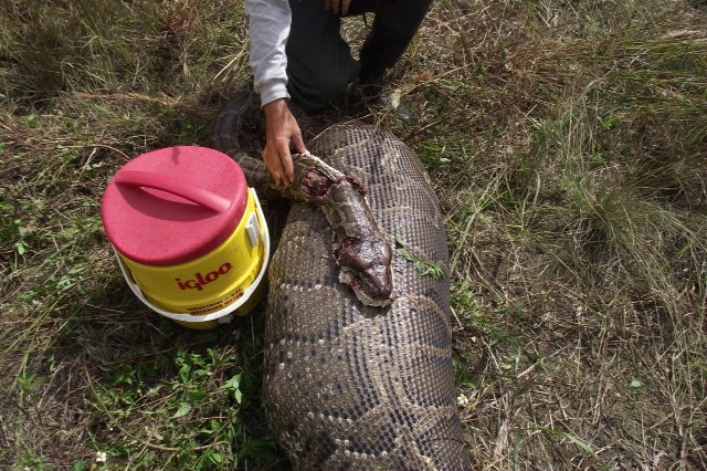 Skip Snow, seorang ahli biologi dan spesialis piton di Taman Nasional Everglade, yang melakukan autopsi pada bangkai ular tersebut, menjelaskan bahwa dalam perut sang piton ditemukan bangkai seekor rusa. Ular piton burma ini terpaksa ditembak mati karena berbahaya saat akan ditangkap.
