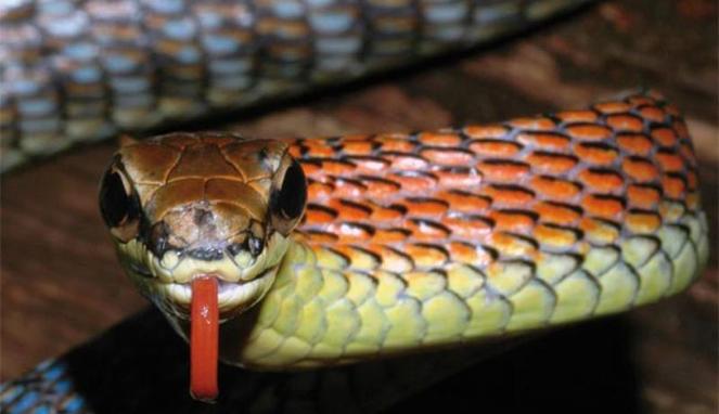 Ular tersebut tidak berbisa. Tetapi, seperti semua ular, binatang melata itu dapat menggigit dan Furtivo sangat agresif.