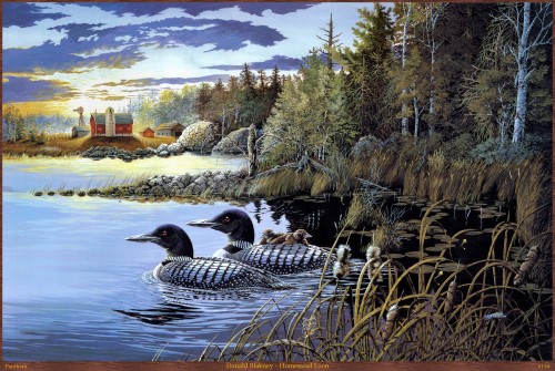 Sepasang burung loon dengan anak-anaknya sedang berenang di kejernihan air danau.