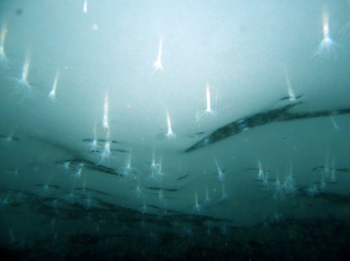 Kamera bawah laut merekam jejak Edwardsiella Andrillae yang mengapung di bawah permukaan es beku di perairan Antartika.