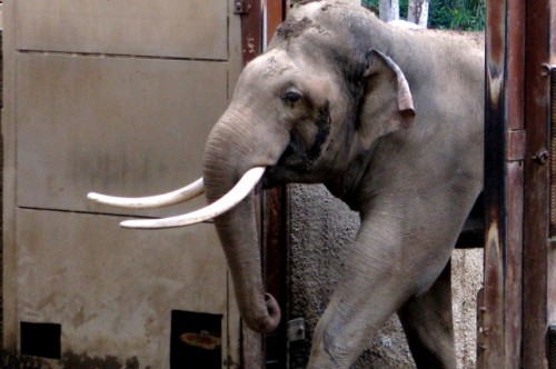 Konflik antara gajah dan manusia di India berakhir saat gajah merusak rumah penduduk desa Olgara. Photo credit: Rennett Stowe.