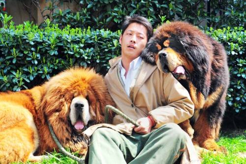 This picture taken on March 18, 2014 shows an unidentified man posing for a photo with two Tibetan mastiffs after they were sold at a "luxury pet" fair in Hangzhou, in eastern China's Zhejiang province.  AFP - See more at: http://www.hindustantimes.com/world-news/tibetan-mastiff-puppy-sold-for-2-million-in-china-report.