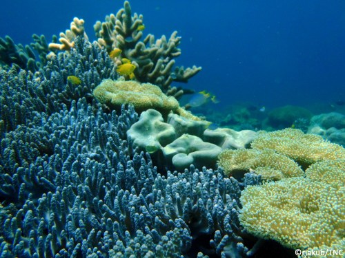 Terumbu karang di perairan Sangalaki, Kabupaten Berau, Kalimantan Timur. kelestarian terumbu karang dunia, akan menyelamatkan 200 juta penduduk. Foto: The Nature Conservancy