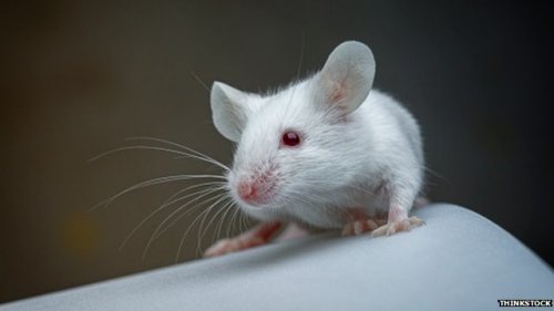 Dalam studi yang dipublikasikan di Nature Medicine, tikus berusia 18 bulan diberi suntikan bagian cairan darah (plasma) yang diambil dari tikus berusia tiga bulan.