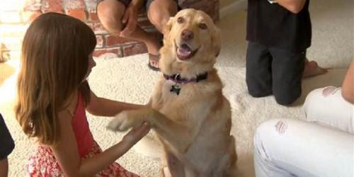 Murphy, anjing ras golden retriever berumur lima tahun yang hilang selama dua tahun akhirnya ditemukan lagi.