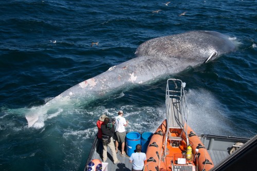 Paus biru terkadang melintas menyalip laju kapal.