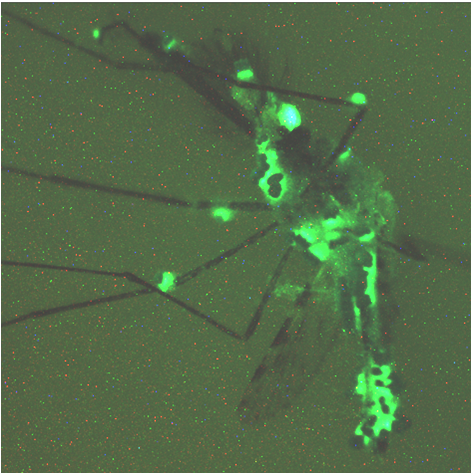 Larva nyamuk transgenik. Nyamuk Aedes aegypti digambarkan melalui mikroskop di laboratorium Oxitec.