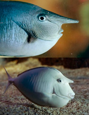 Ikan aneh yang disebut juga "unicorn fish" ini diberi nama Nimrod. Tonjolan menyerupai hidung itu sebenarnya tanduk yang bisa muncul di tempat berbeda pada hewan. 