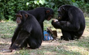 Koloni simpanse di habitatnya. Mereka berkomunikasi dengan bahasa isyarat.