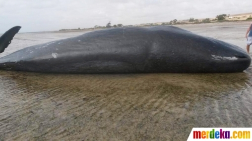 Salah satu ikan paus sperma yang mati panjang tubuhnya 13 meter dengan bobot 50 ton.
