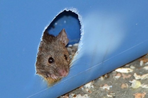 Tikus sebagai hewan percobaan, saat menggerogoti tempat sampah. Fruktosa atau gula biasa dapat meracuni tikus jantan.