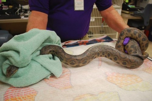 Petugas penanganan hewan San Diego mengatakan ular yang muncul di toilet wanita itu berjenis boa pelangi Kolombia raksasa.