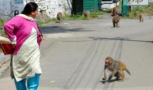 Kera Shimla ini juga agresif mengejar wanita India tatkala tengah berjalan di depannya. 