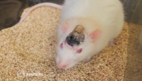 Foto ilmuwan berhasil mengendalkan otak tikus menggunakan remote kontrol.