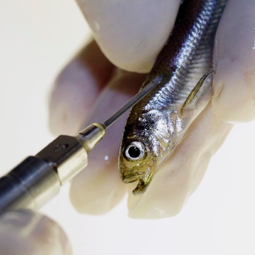 In this Wednesday, July 15, 2015 photo, Luke Ellison, research supervisor at the University of California Davis Fish Conservation and Culture Lab, demonstrates how a tag is placed in a delta smelt for future study at the lab in Byron, Calif. The tiny, endangered fish, found in the Sacramento-San Joaquin River Delta, is at the the center of the state's water battle between farmers and biologists. (AP Photo/Rich Pedroncelli)