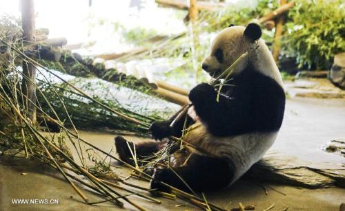 Panda raksasa Xing Hui makan bambu di kebun binatang Daiza Pairi di Brugelette , Belgia , pada 4 April 2015. Sepasang panda raksasa dari China , Xing Hui , laki-laki ,