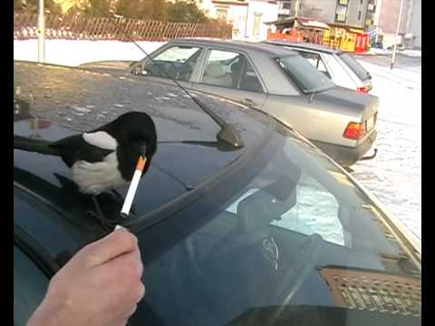 Setelah nongkrong di pinggir Jalan Manchester, burung magpie terbang pindah tempat ke tempat parkir. Seorang warga mencoba menyalakan rokok dengan korek api.