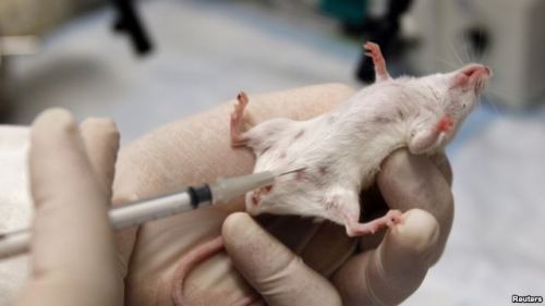 Para ilmuwan AS telah menemukan dalam percobaan bahwa protein yang terdapat dalam darah tikus muda ternyata dapat menangkal sebagian dampak penuaan pada tikus tua. Seekor tikus menerima injeksi protein dari darah tikus yang lebih muda ( foto: dok reuters ).