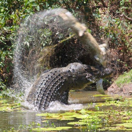 Croc makan buaya : Foto menunjukkan perjuangan reptil kematian di Queensland hamparan - ABC News ( Australian Broadcasting Corporation )