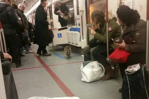Hitches rakun naik Toronto kereta bawah tanah , komuter menerimanya dengan tenang - Toronto | Globalnews.ca