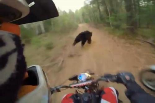 Seekor beruang habis ke jalan di depan dua pengendara sepeda motor di Rusia . Screenshot : Rumble