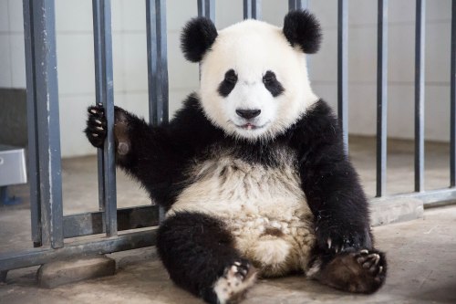 Chessington World of Adventures iklan pekerjaan bagi seseorang untuk menjadi panda | Metro Berita