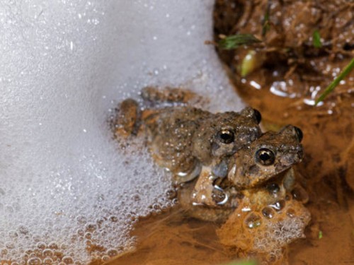 Para peneliti dari Universitas Strathclyde mengungkapkan, ide dari alam membuat mereka mulai mengembangkan versi busa sintetis yang memiliki fungsi seperti busa katak. Inspirasi para peneliti itu adalah katak Tungara yang berukuran kecil dari Trinidad. 