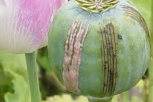 Ilustrasi Opium untuk bumbu masakan. Sebanyak 35 restoran di Cina terbukti menggunakan opium sebagai bumbu masak, Jumat (22/1). Pejabat Cina mengatakan penggunaan opium adalah ilegal. 