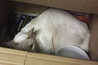 Seekor kucing telah bertahan hidup selama delapan hari terperangkap di dalam sebuah kotak.