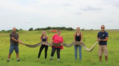 Menangkap "ular raksasa" sepanjang hampir 6 meter tentu saja bukan pekerjaan yang mudah. Setelah bergumul beberapa saat dan akhirnya dibantu oleh warga sekitar, akhirnya pemuda berusia 23 tahun tersebut berhasil reptil yang di Florida dianggap sebagai salah satu masalah serius.