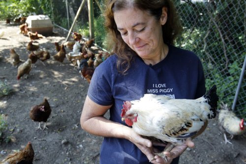 Tamala Lester berjalan The Barnyard Sanctuary , tempat penampungan untuk hewan peliharaan pertanian , di Columbia . Lester mengambil di sekitar 20 ayam jantan sebagai bulan ; hanya tiga yang diadopsi setiap tahun . ( Ed Murray / The Star - Ledger )