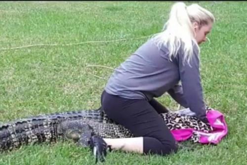 " Gator Girl" Christy Kroboth bergulat buaya ditemukan di teras belakang sebuah Richmond , Texas , keluarga . Screenshot : KTRK - TV