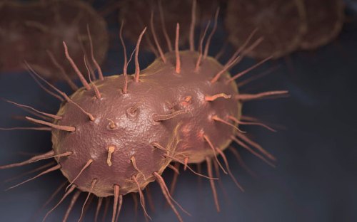 Neisseria gonorrhoeae , bakteri yang bertanggung jawab untuk gonore infeksi menular seksual . Foto : The Science Gambar Perusahaan / Alamy