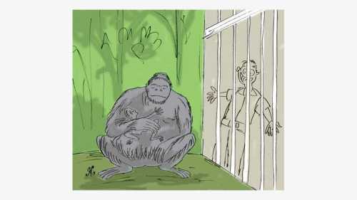gorila pegang monyet dlm kandang
