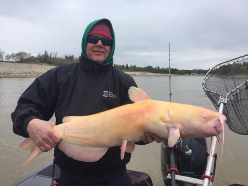 Di atas menjadi albino , ikan itu sekitar 86,36 sentimeter dan bahkan memenuhi syarat untuk penghargaan Manitoba Guru Angler . ( Blackwater Kucing pakaian eceran / Facebook )