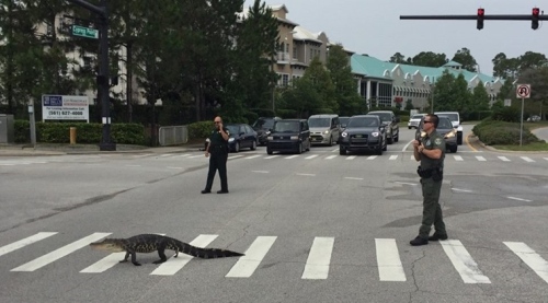 Alligator berhenti lalu lintas dan menggunakan zebra persimpangan berjalan seperti itu normal Inilah yang terjadi di Florida ketika buaya panjang lima kaki memutuskan untuk menyeberang jalan . Source: Facebook/ Flagler County Sheriff’s Office.