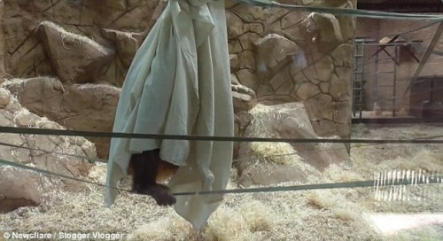 Monyet nakal memiliki banyak bersenang-senang berayun sekitar pada tali ditonton oleh pengunjung yang melihat apa yang dia lakukan di dalam kandang nya 