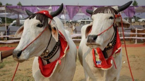 Acara ini diselenggarakan oleh pemerintah daerah untuk mempromosikan keturunan sapi domestik dan meningkatkan kesadaran tentang hak-hak hewan.