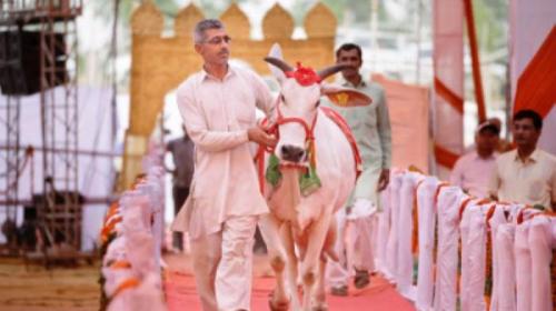 Para juri menyeleksi 18 pemenang dalam berbagai kategori. Para peternak dari 21 distrik di Haryana antusias mengikutkan sapi-sapi mereka dalam kontes. Ratusan sapi mengikuti kontes kecantikan di Rohtak, India, pada Sabtu (7/5/2016). 