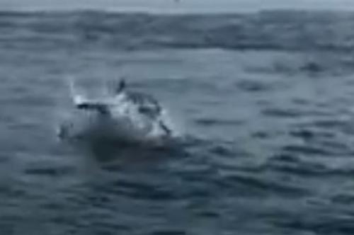 Sebuah hiu putih besar melompat keluar dari air untuk mencuri tangkapan nelayan off Massachusetts . Screenshot : Lisa Soderholm / Facebook