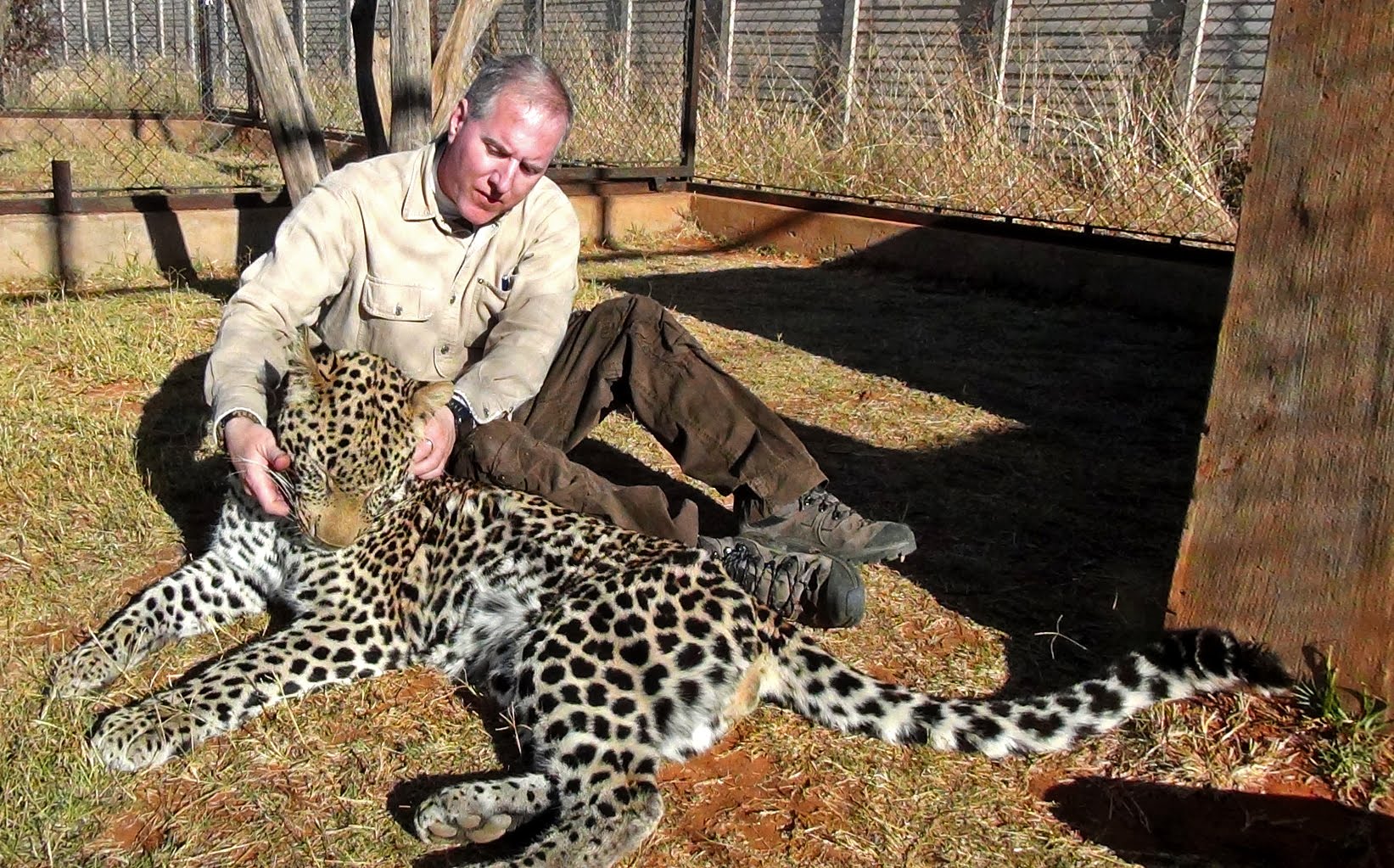 Mari Bermain Serangan Dengan A Spotted Afrika Leopard Cat - Menampilkan Perilaku Fur Pola & Pengayaan . Dolph C. Volker